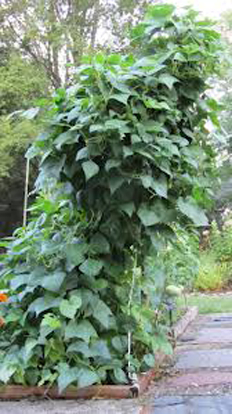 Bean Seeds, Bean Seeds Mix Garden Top 5 Collection, Heirloom Seeds, 5 T