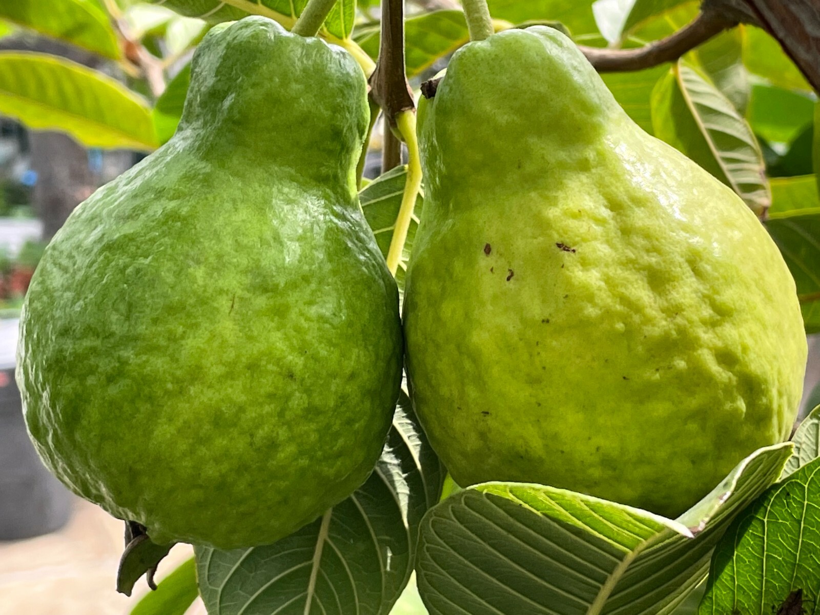 1 Sweet Ruby Supreme Big Fruit Guava Starter Tree, Psidium guajava Tree App 50″