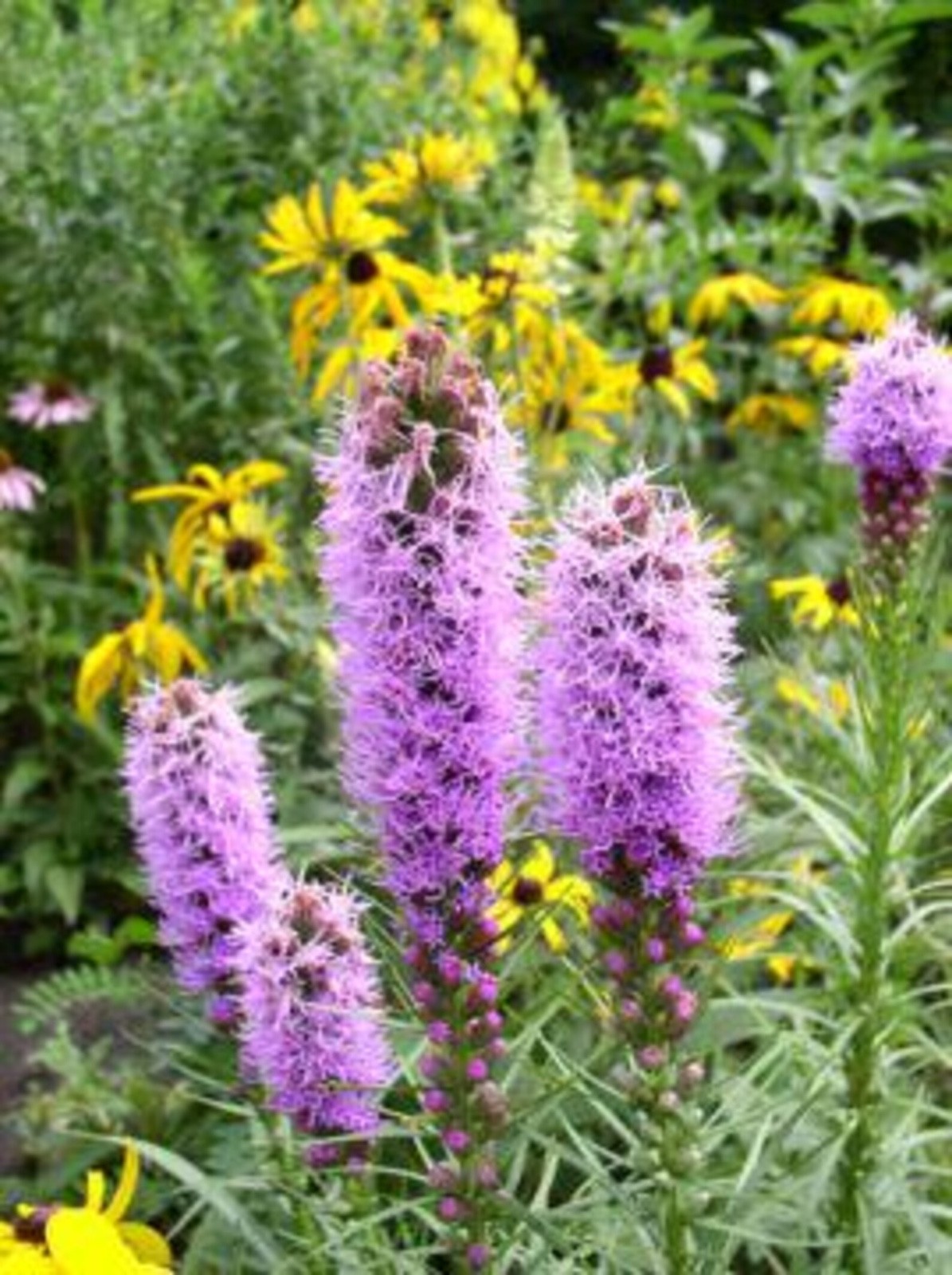 50 Blazing Star Seeds – Liatris Spicata / Liatris Pycnostachya- Heirloom Non-GMO