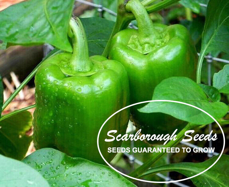 SCARBOROUGH SEEDS GREEN BELL PEPPER CAL WONDER 50 SEEDS NON-GMO – FREE SHIPPING