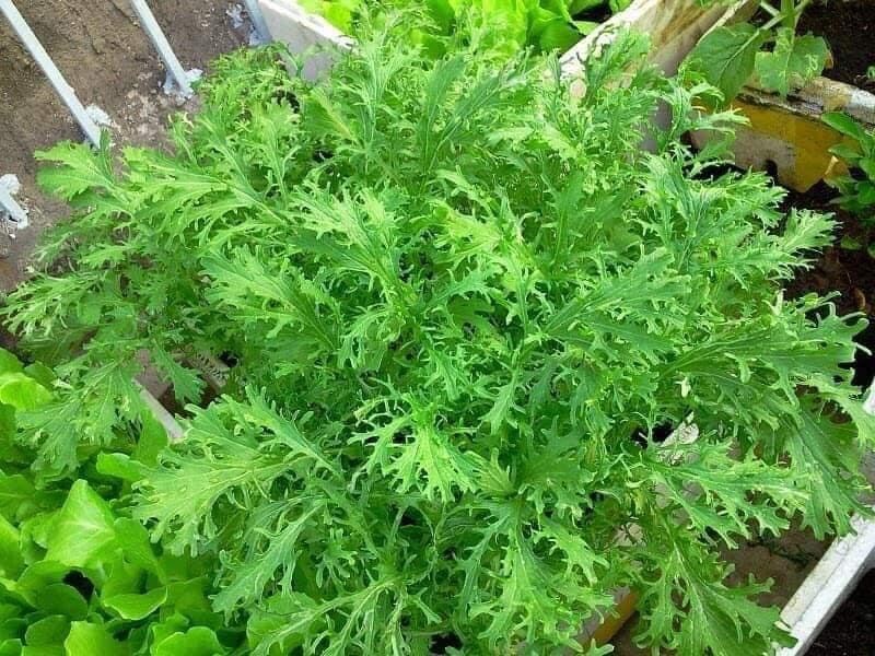 Cai Ngot Duoi Phung Xanh 1000 seeds + 500 Free, easy to Grow Cải Đuôi Phụng