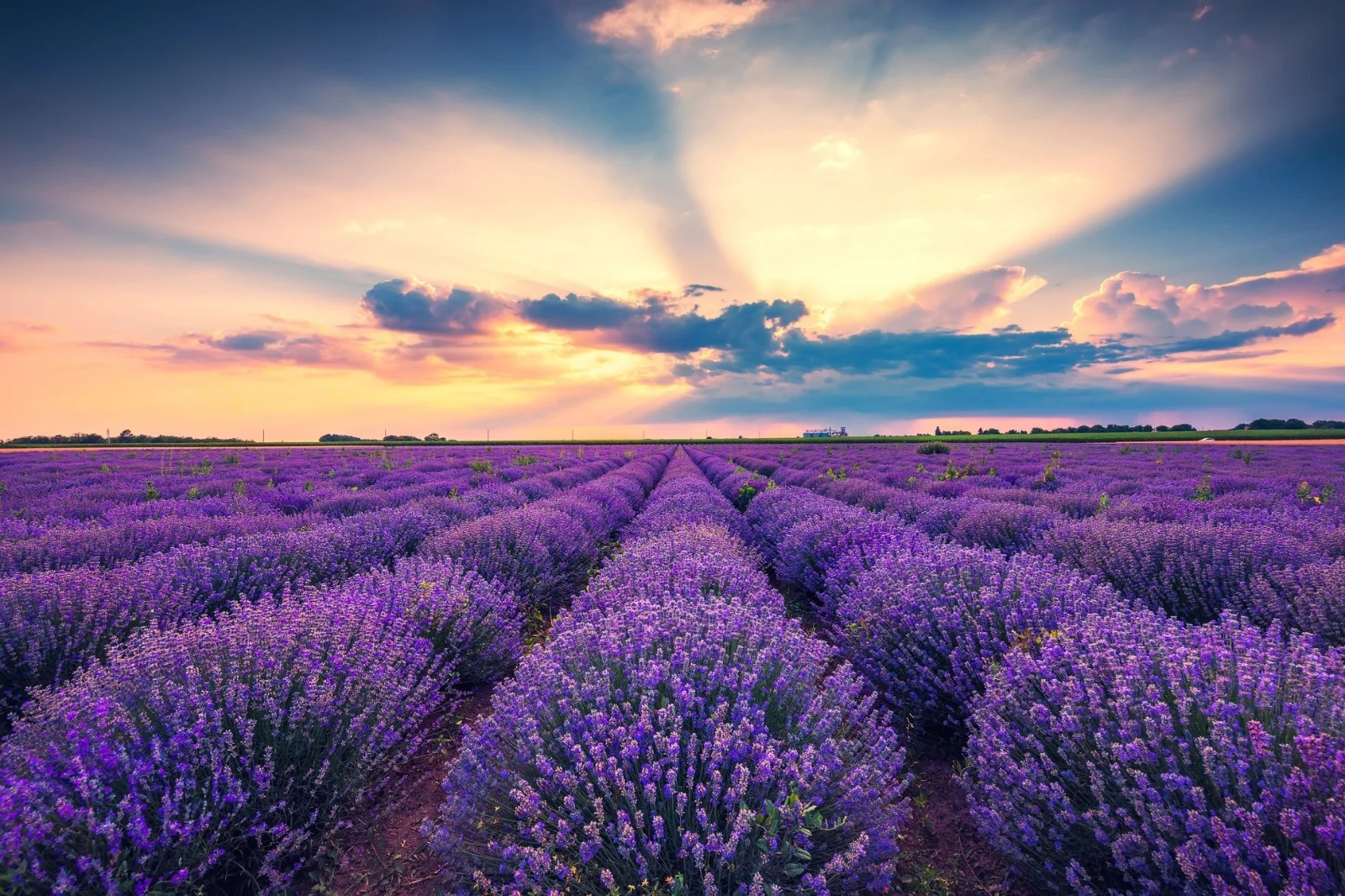Common English Vera Lavender Herb Flower 200 – 1 Oz Seeds Fragrant Pollinator