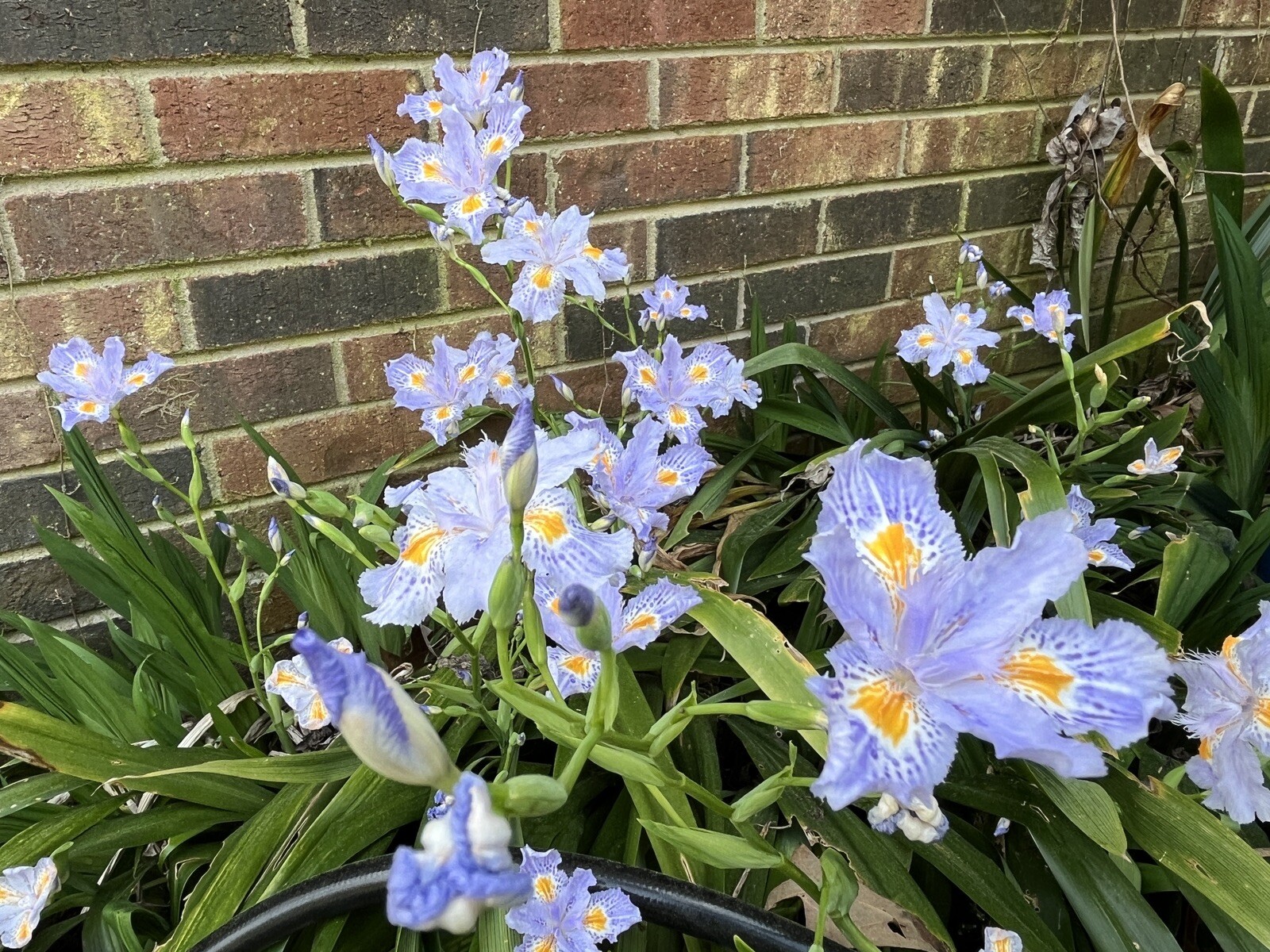 Heirloom Iris Purple, Walking Iris, 4 Plants + Free Shipping