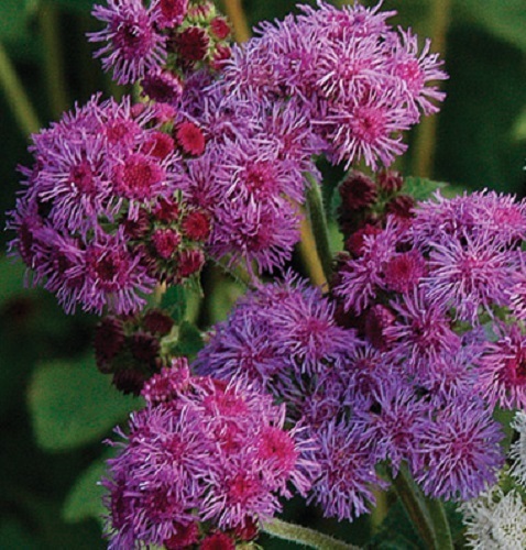 50+BLUE TYCOON AGERATUM FLOWER SEEDS SELF SEEDING ANNUAL
