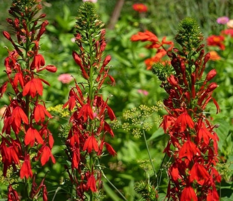Cardinal Flower 3000+ SEEDS Lobelia cardinalis red flowers hummingbird favorite