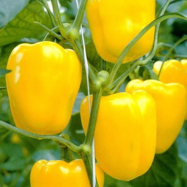 101+SUNBRIGHT Yellow Sweet BELL PEPPER Seeds Organic Vegetable Garden Container