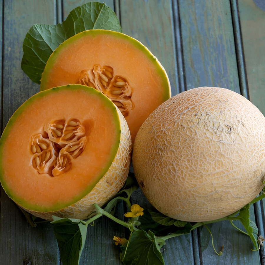 50ct Imperial 45 Cantaloupe Seeds – All American Selections Prize Winning Melon!