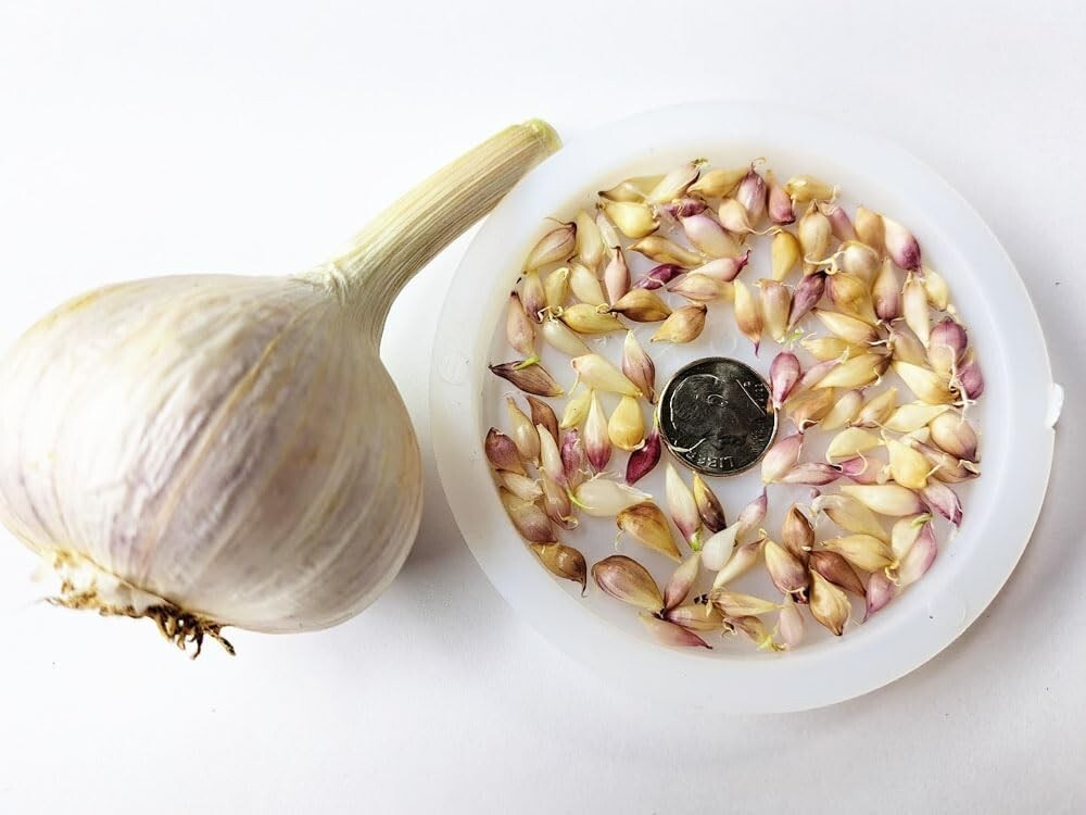 100+ Extra Hardy White Garlic Bulbils – Chemical Free Garden