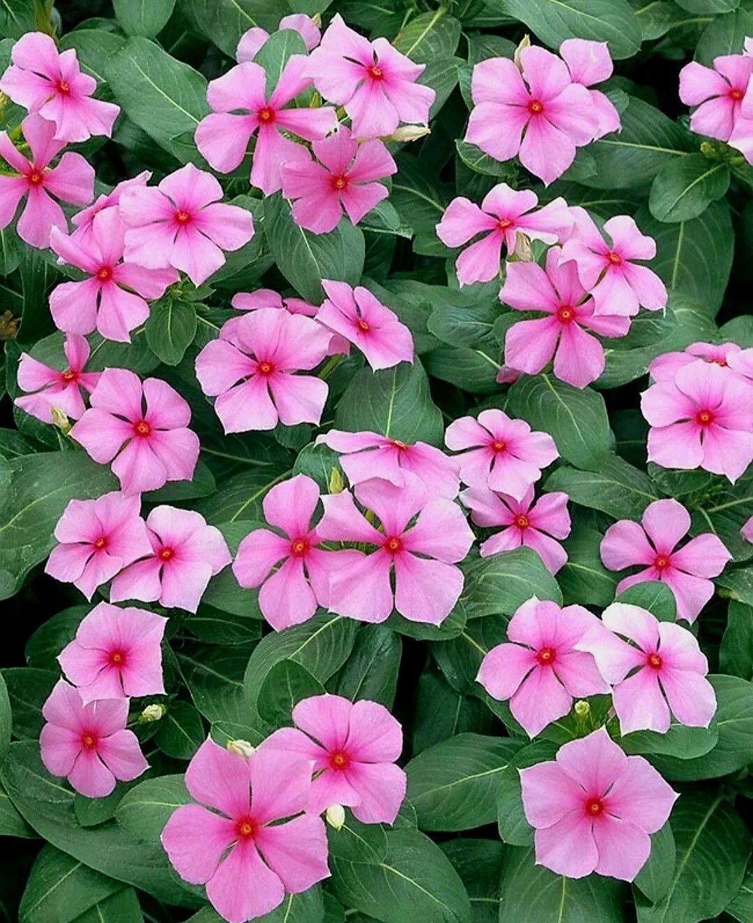 1200 Periwinkle Seeds Madagascar Mix Perennial Flowers – Catharanthus roseus