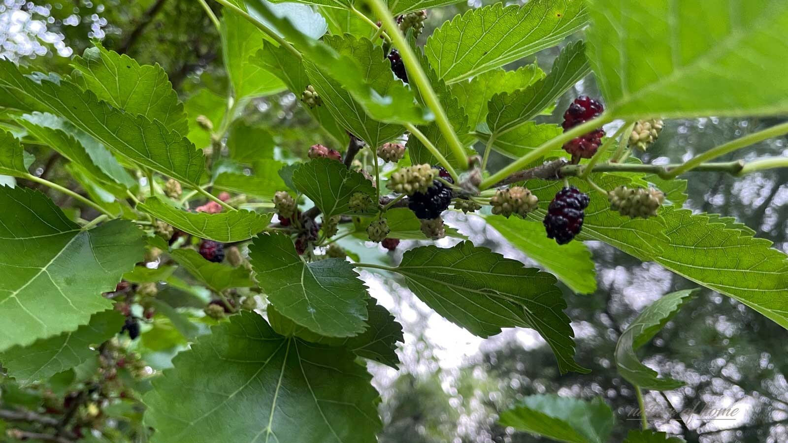 MULBERRY SEEDS, Black, 50 Seeds, Morus nigra, Organic, Fresh, Medicinal Herb