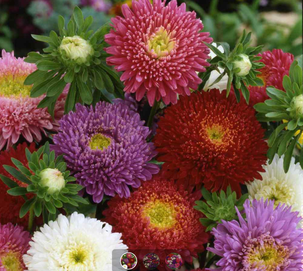50 Seeds ASTER MILADY MIX Callistephus Dwarf, 10” tall, 3” flowers, fresh