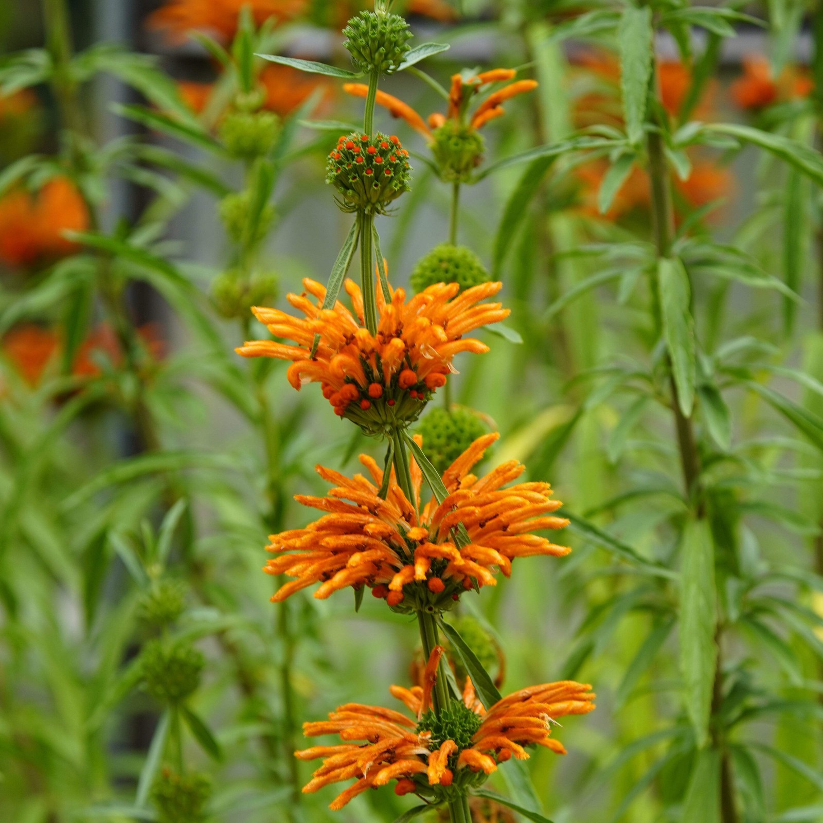 Cordao Seeds, Klip Dagga (Leonotis nepetifolia) ~Pollinator Attractor Garden