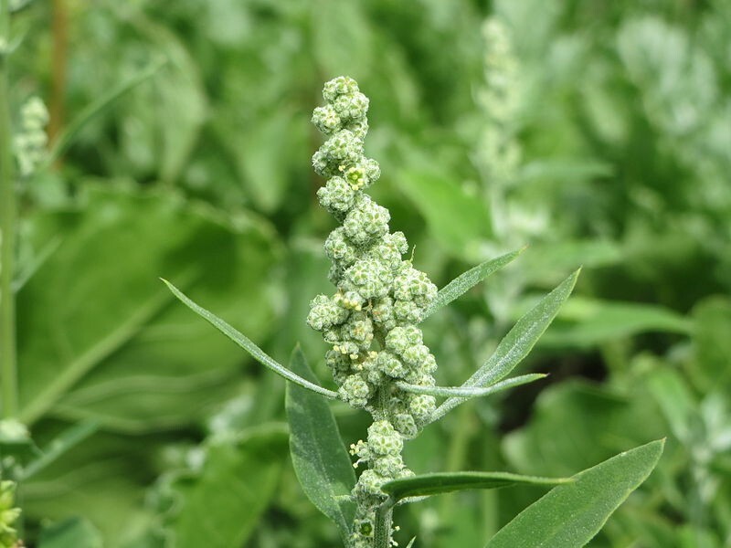 Lambs Quarters – TWO VARIETIES 400+ SEEDS – 2023 Harvest – Chenopodium Album