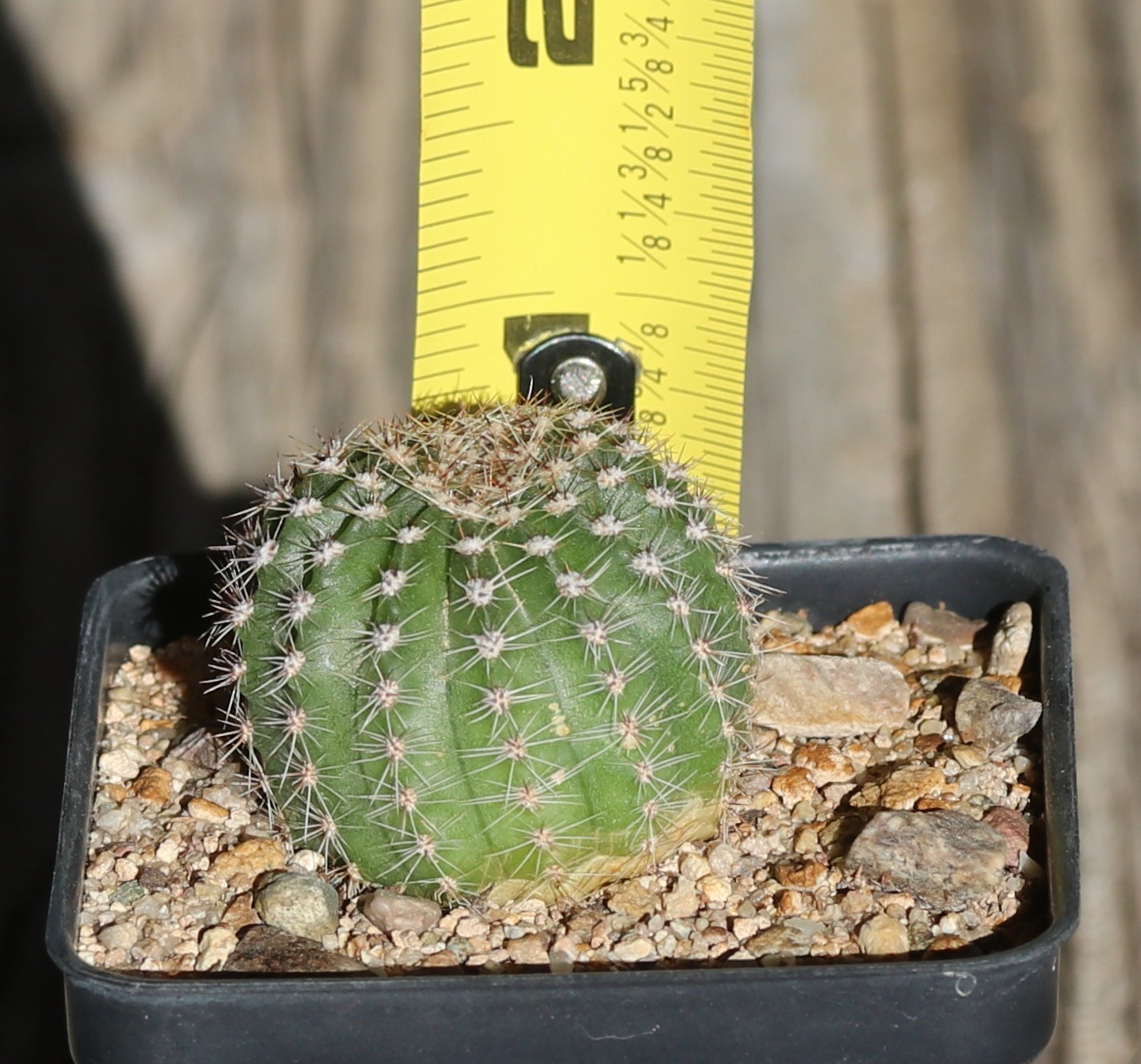 Echinopsis hybrid ‘Morgenzauber’