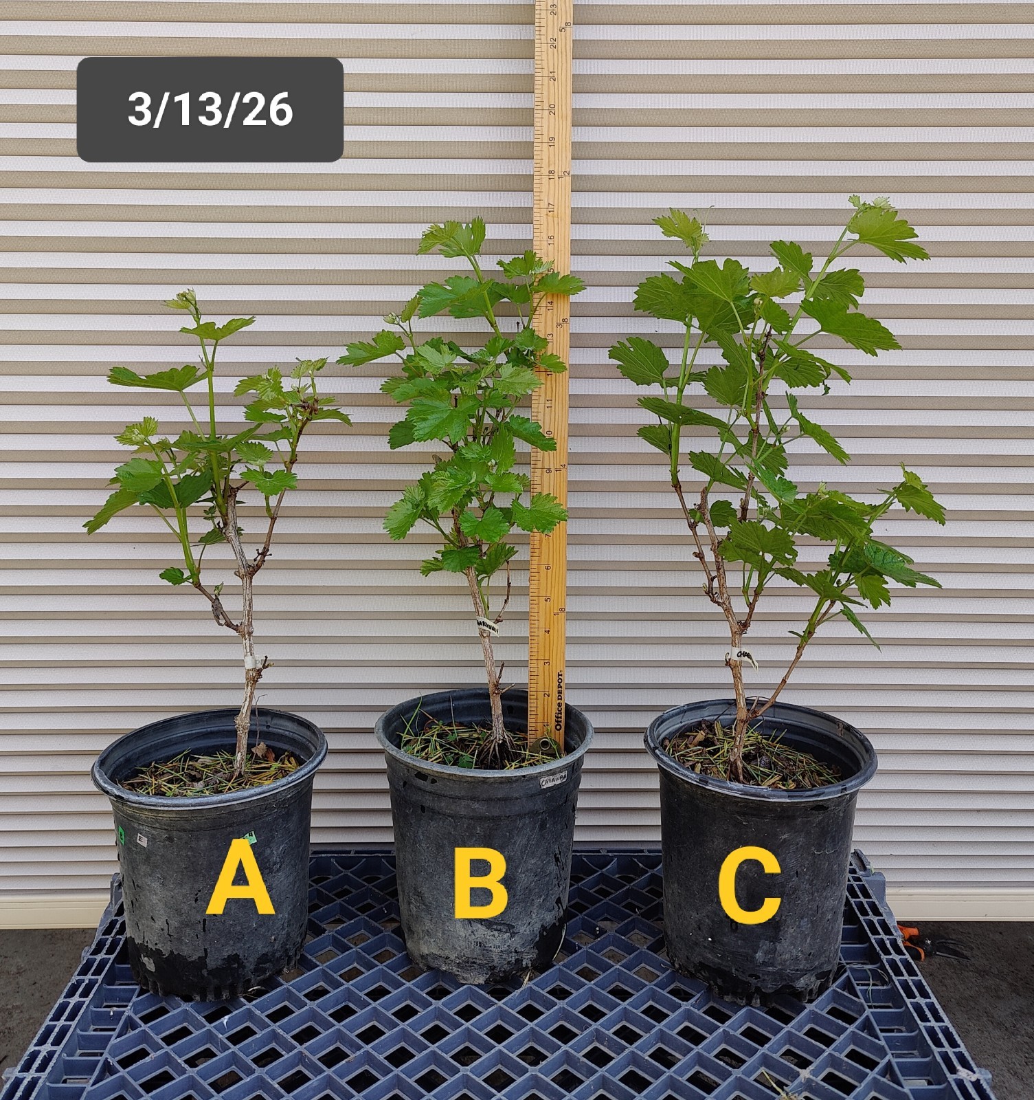 1 (One) Live Plant of “CHARDONNAY” GRAPE ROOTED, about 12-19″ Height