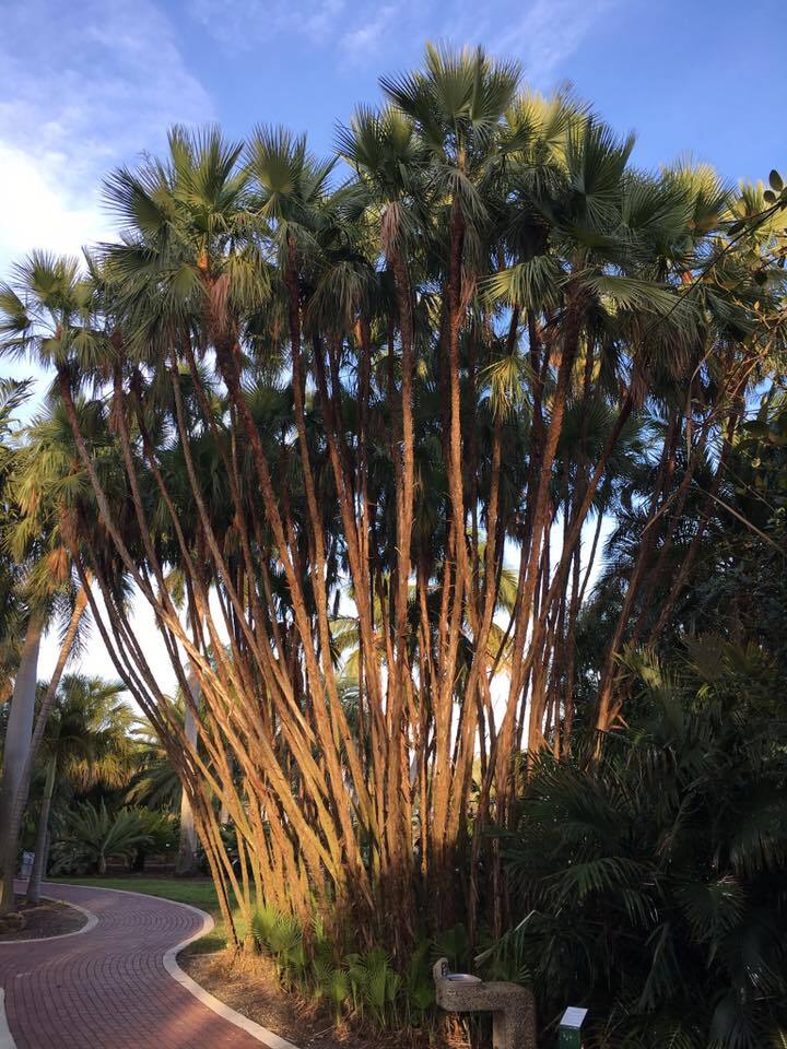 Acoelorraphe wrightii Seeds – Everglades Palm Seeds