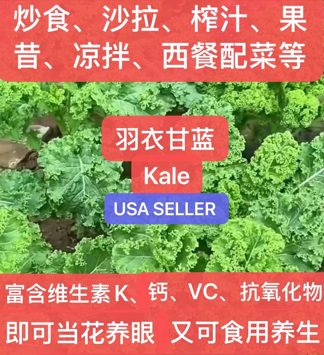 500+CT Organic Kale Seeds Heirloom Non Gmo Vegetable Seeds. 500多粒有机羽衣甘蓝种子产于2025年