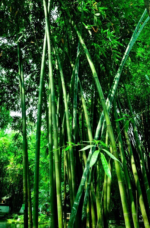 100 + Green Bamboo Seeds