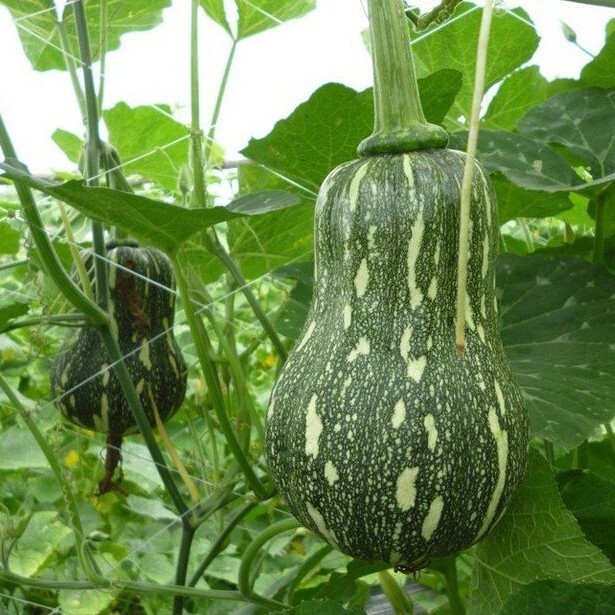 KATORA GOURD, BÍ ĐẬU KAROTA (10 PCS)