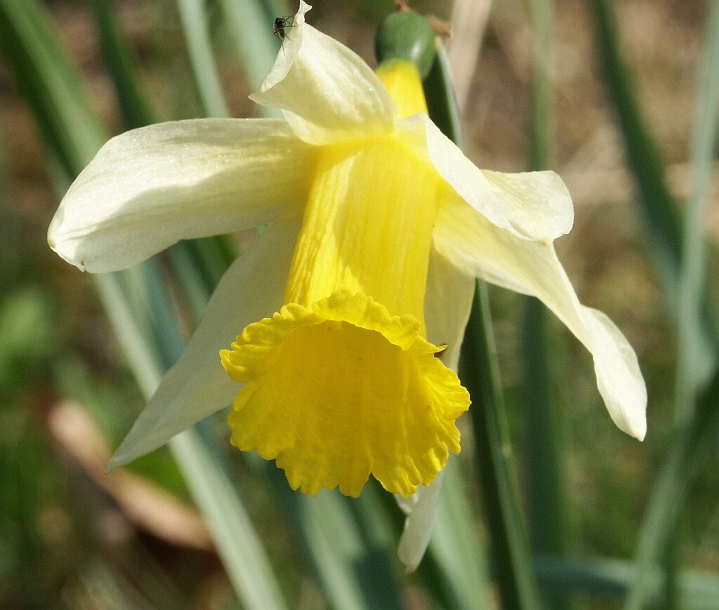 5 Wild Daffodil bulbs “Lent Lilly” **Pre Chilled for Indoor Forcing