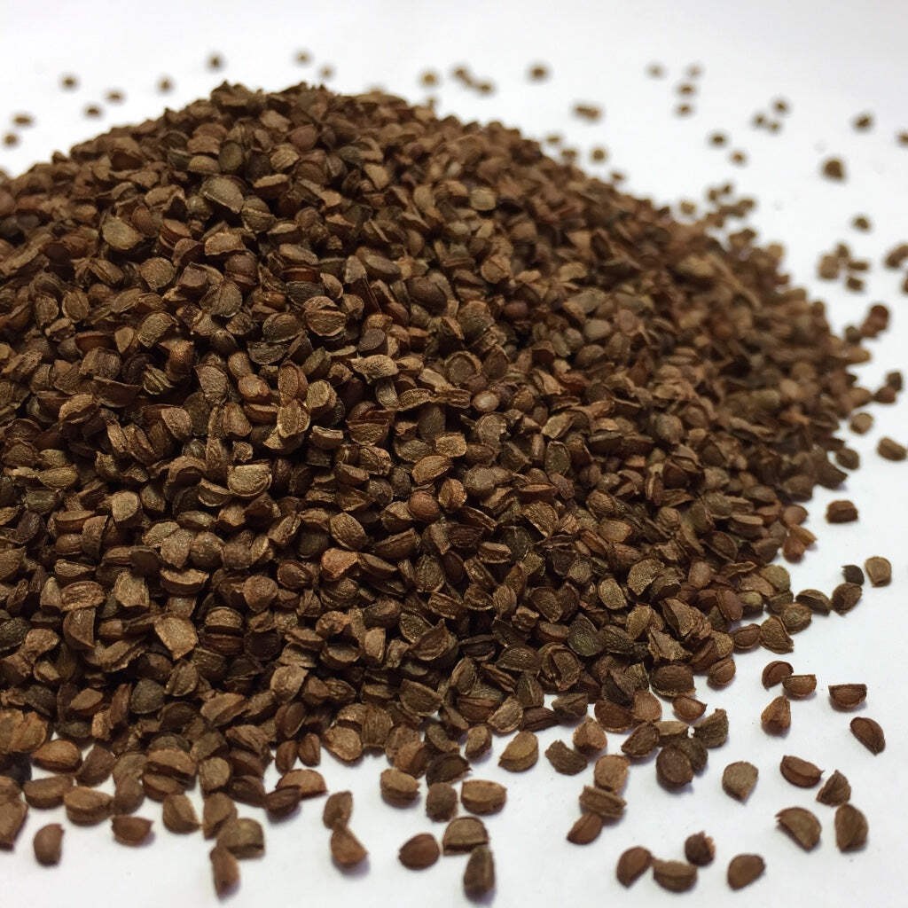 Black Cohosh Seeds (Cimicifuga racemosa) ~Traditional Herb Native Pollinator
