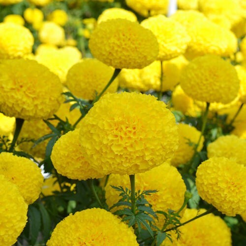 75+ Giant Crackerjack Mix Marigold seeds