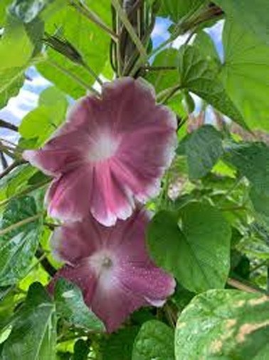 Ipomoea nil Chocolate | 10_Seeds