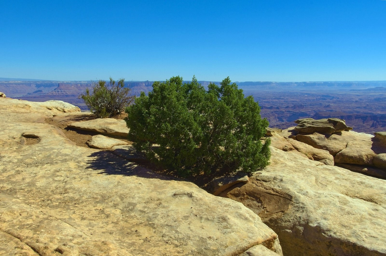 One Seed Juniper Sacred Tree {Juniperus monosperma} Medicinal 5+ seeds Evergreen