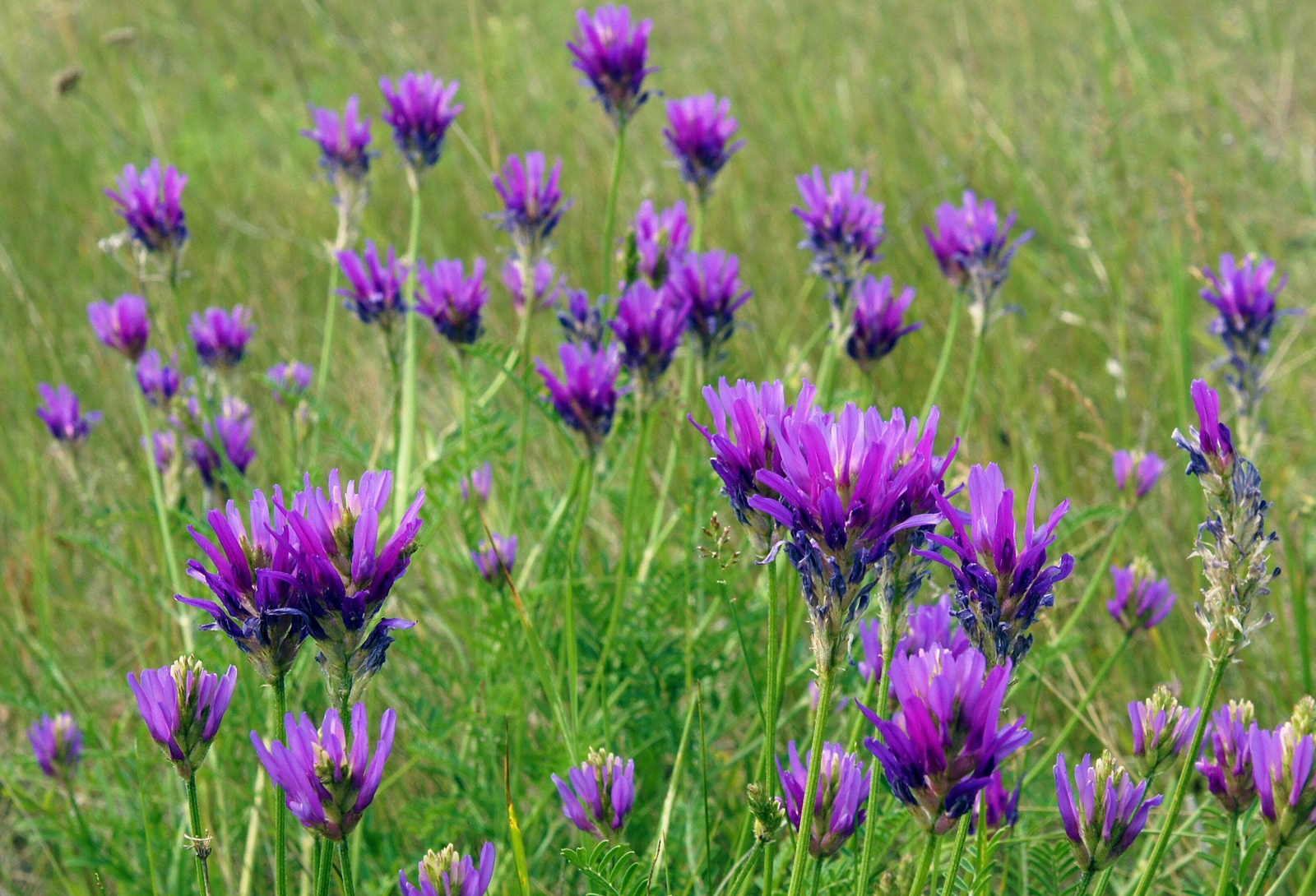 2000 ALFALFA Medicago Sativa Flower Plant Seeds