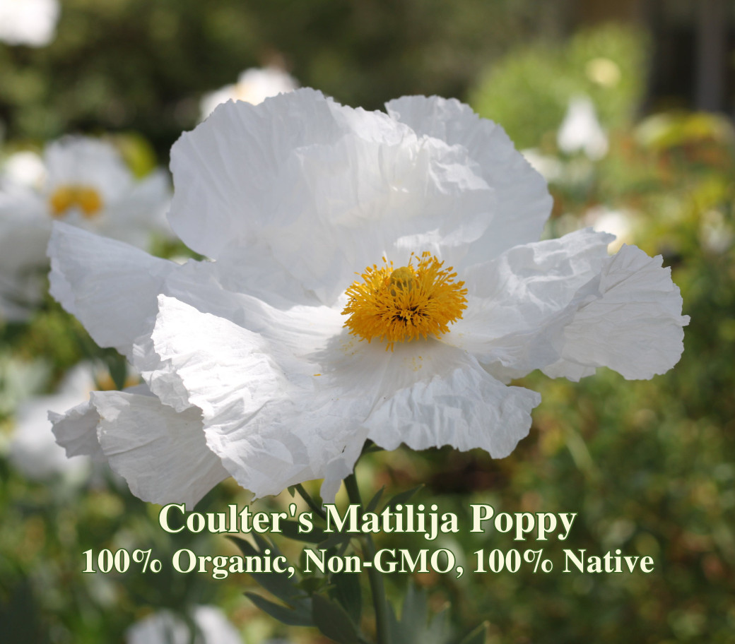 Coulter’s Matilija Poppy California Native Seeds Romneya coulteri Wildflower