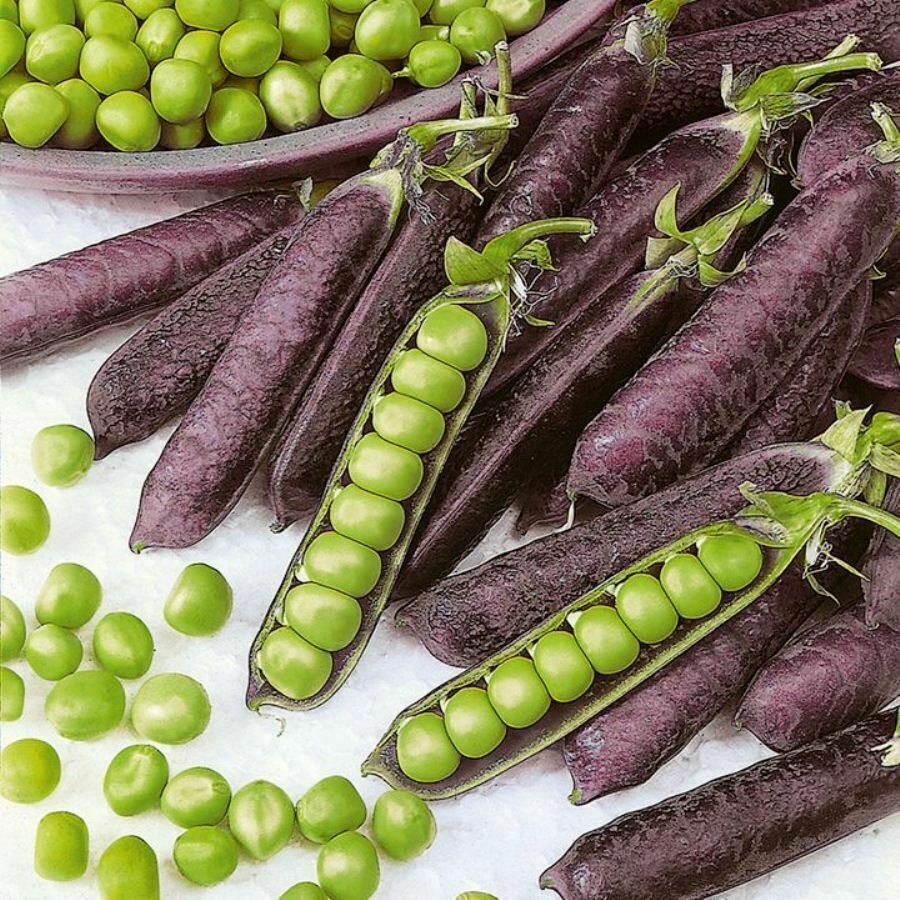 PEA Heirloom Mix 25+ NON-GMO Seeds vegetable garden ALL TYPES MIXED snow peas
