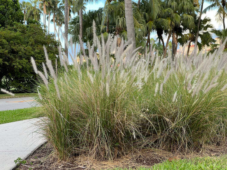 White Fountain Grass Live Plant Fast Growing In Nature 1 Gallon Pot 1-3 FT Tall