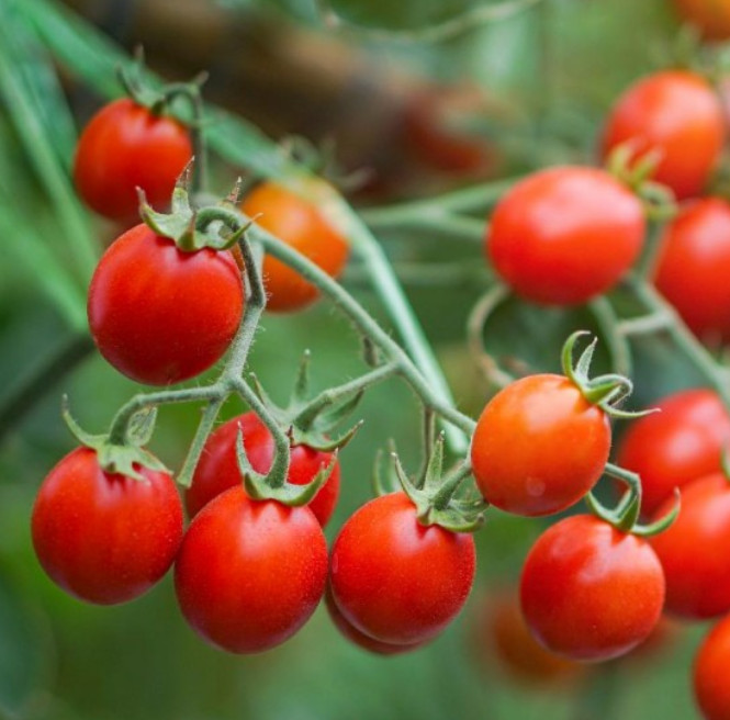 Tomato SWEETIE Cherry Tomato Indeterminate Heirloom SWEET!! Non-GMO 50 Seeds