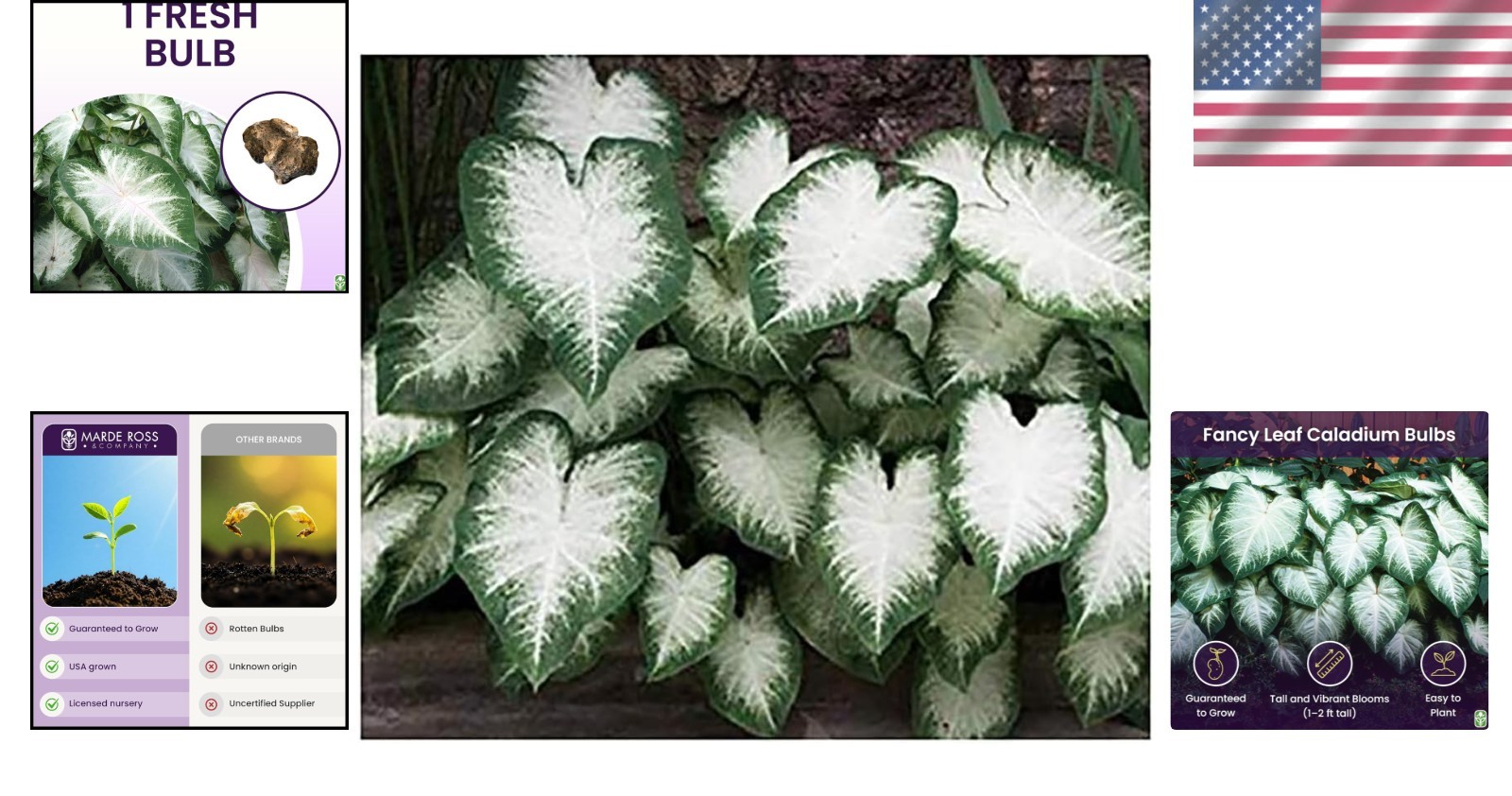 Heirloom Fancy Leaf Caladium Bulbs – Stunning Large Root Plant for Gardens