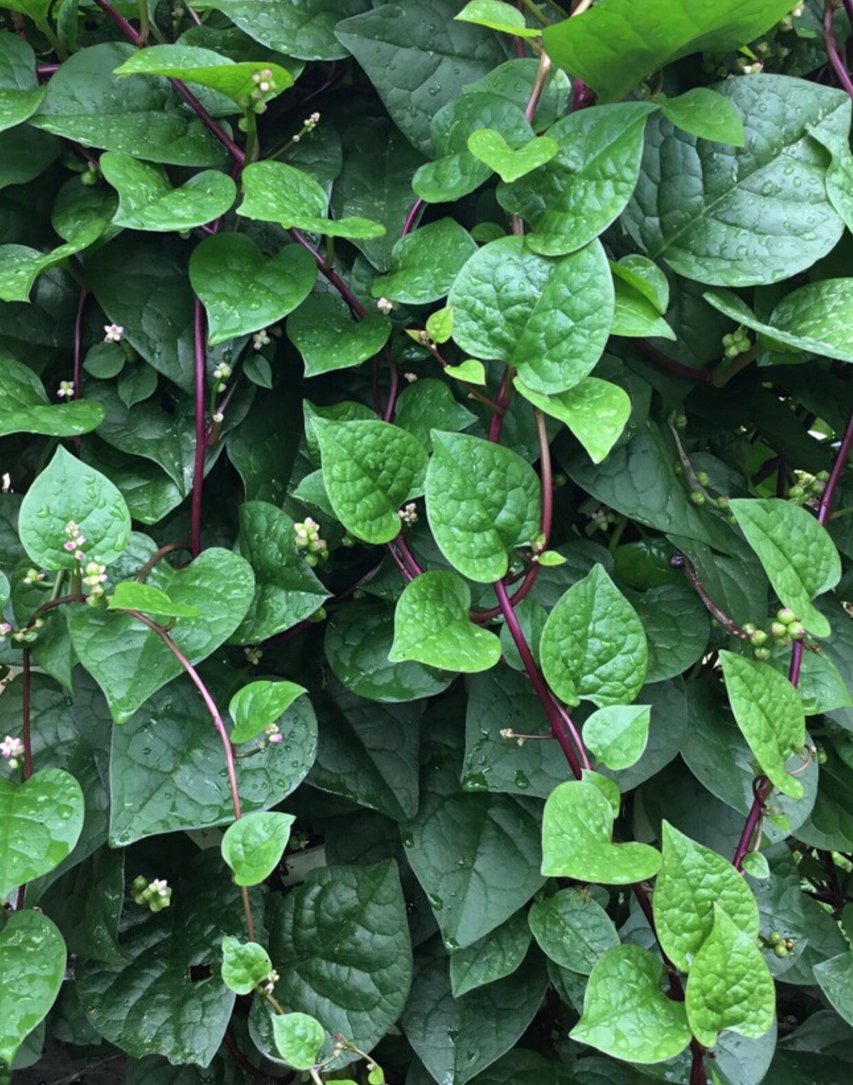50+ SEEDS RedStem Malabar Spinach Seeds | Basella Alba Rubra Ceylon Buy3get2free