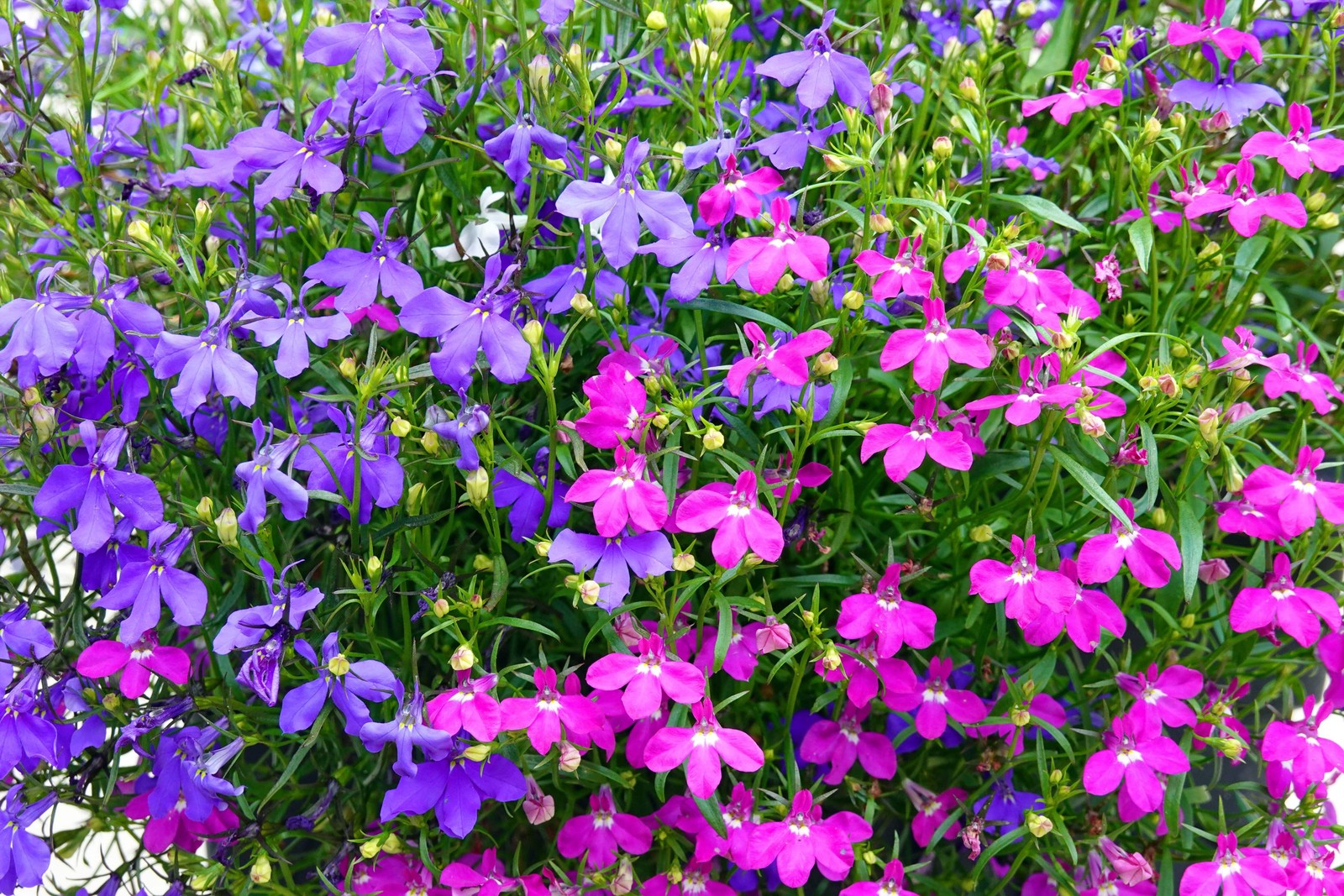 200 MIXED COLORS LOBELIA Regatta Lobelia Erinus Flower Seeds