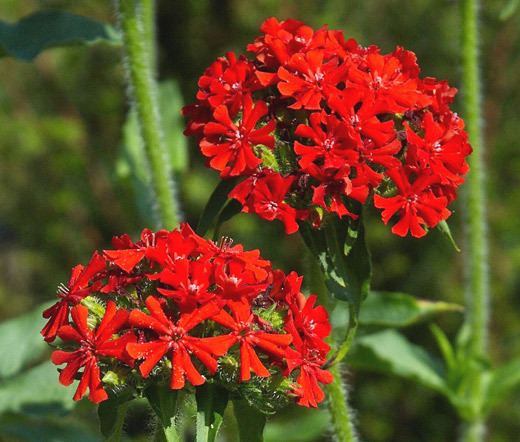 MALTESE CROSS Lychnis Chalcedonica – 1,000 Seeds