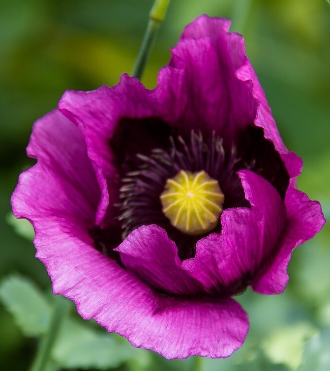 Heirloom Hungarian Blue Breadseed Poppy Seeds | Stratified Papavaer somniferum