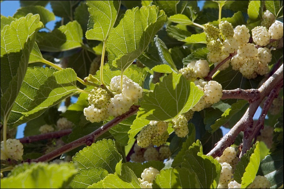 50+ White Mulberry Tree Seeds | Sweet Edible Fruit, USA Seller Free Shipping #48