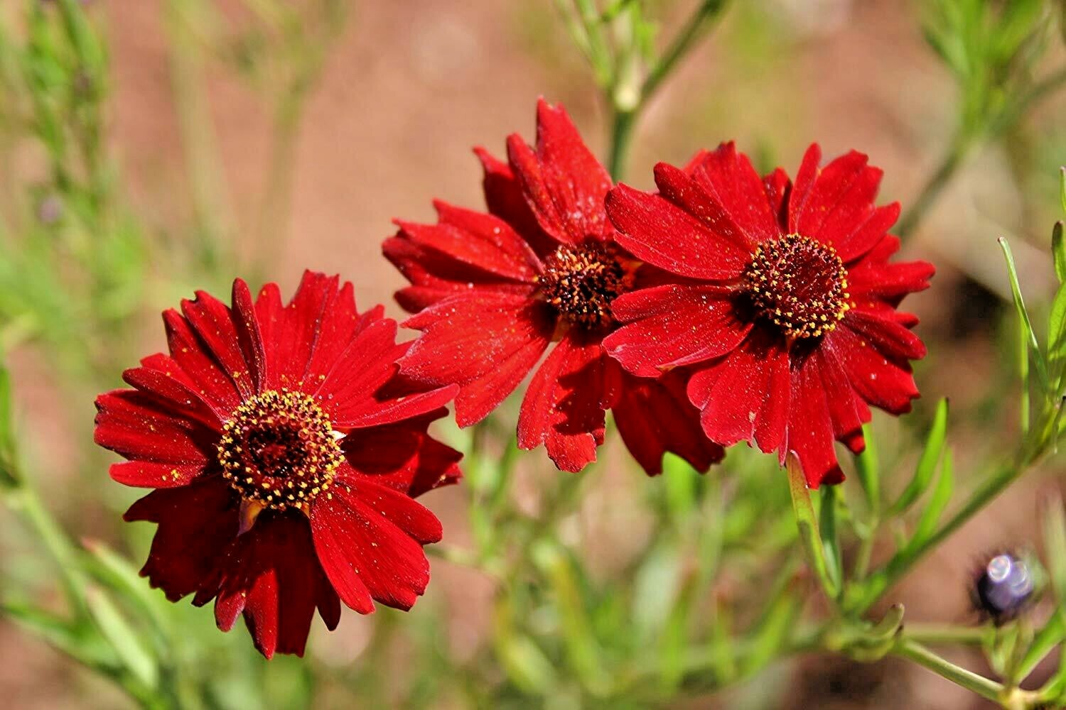2001+Dwarf RED PLAINS COREOPSIS Seeds Native Wildflower Drought Heat Pollinators