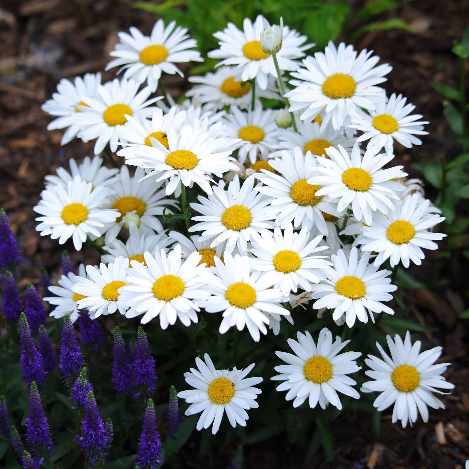 100 ALASKA SHASTA DAISY SEEDS | 2026 FREE SHIPPING NONGMO HEIRLOOM WHITE BLOOMS