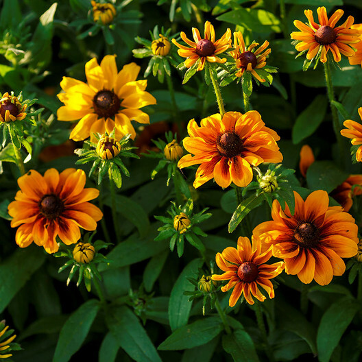 Black Eyed Susan DWARF RUSTIC Flower Mix Butterflies Rudbeckia Non-GMO 100 Seeds