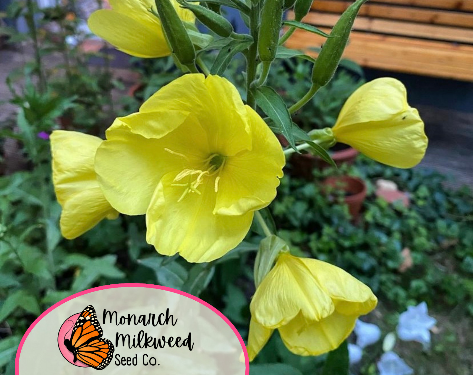 3500+ Yellow Evening Primrose Seeds | Native Flower Gardening Seed Packet, USA