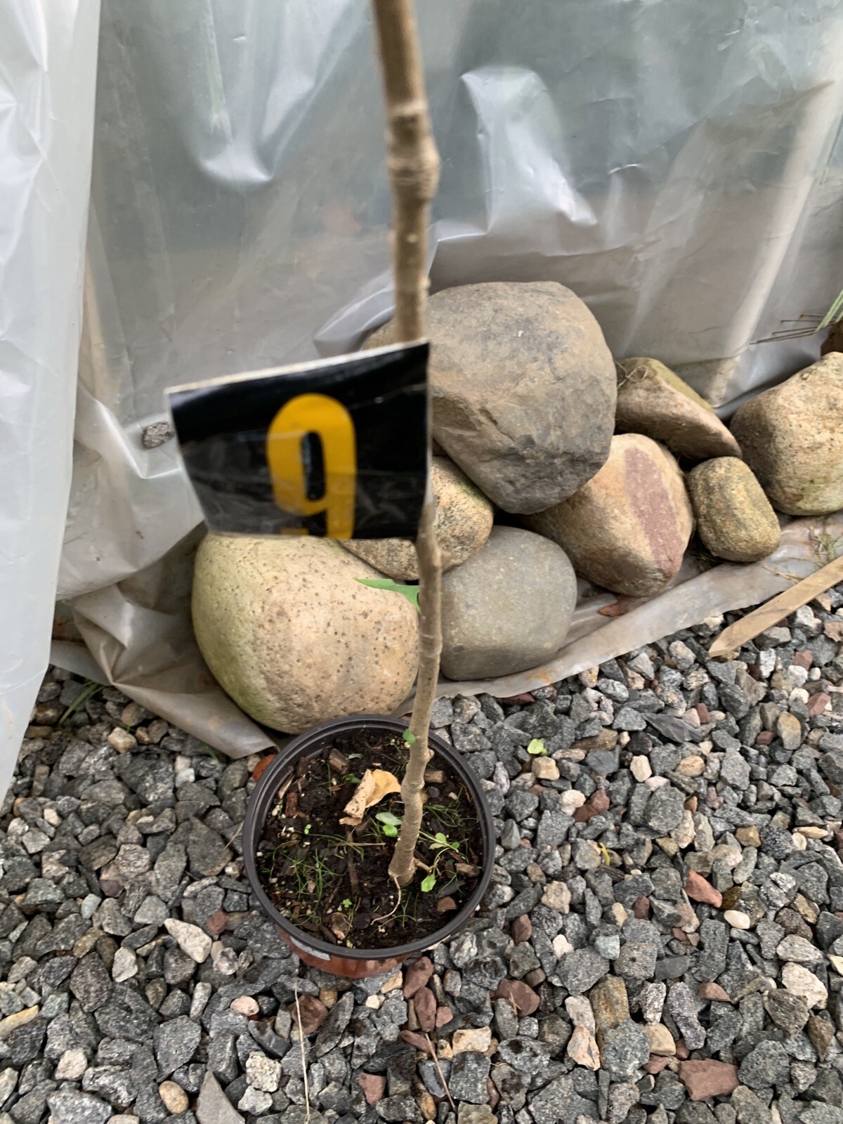 Ginkgo #9, exact plant, 4 year old. Shipped with roots wrapped. No soil.