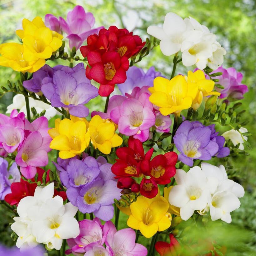 Easy to Grow Freesia Singles Mix 15 Plant Bulbs, Spring Flowers Zones 9-11