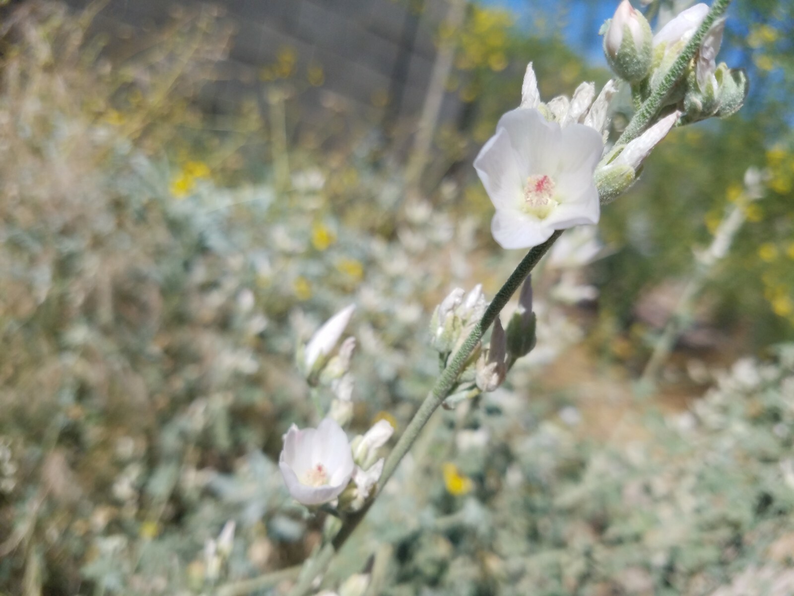 Globemallow Mixed Colors 250+ Seeds Pink White Orange Flower Sphaeralcea ambigua