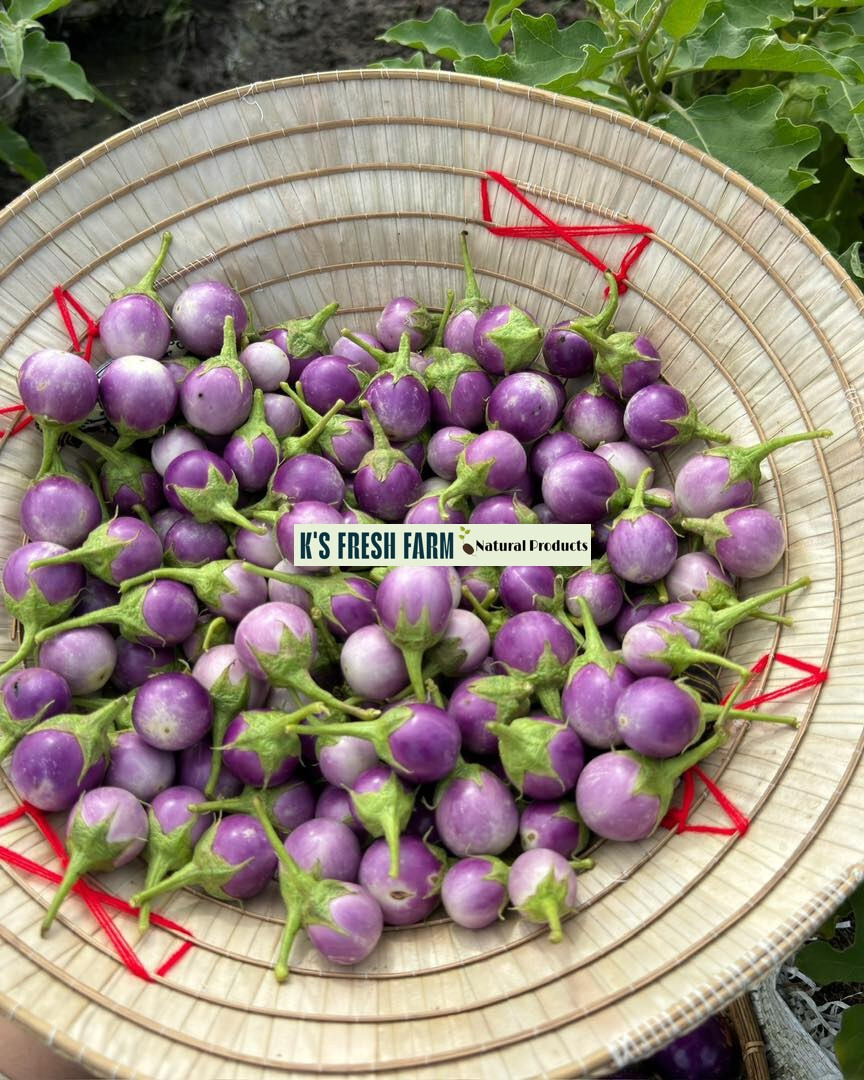 Eggplant Seeds(White+Purple Round/Long Purple/Green Thai) Cà Pháo/ Cà tím/Cà dĩa