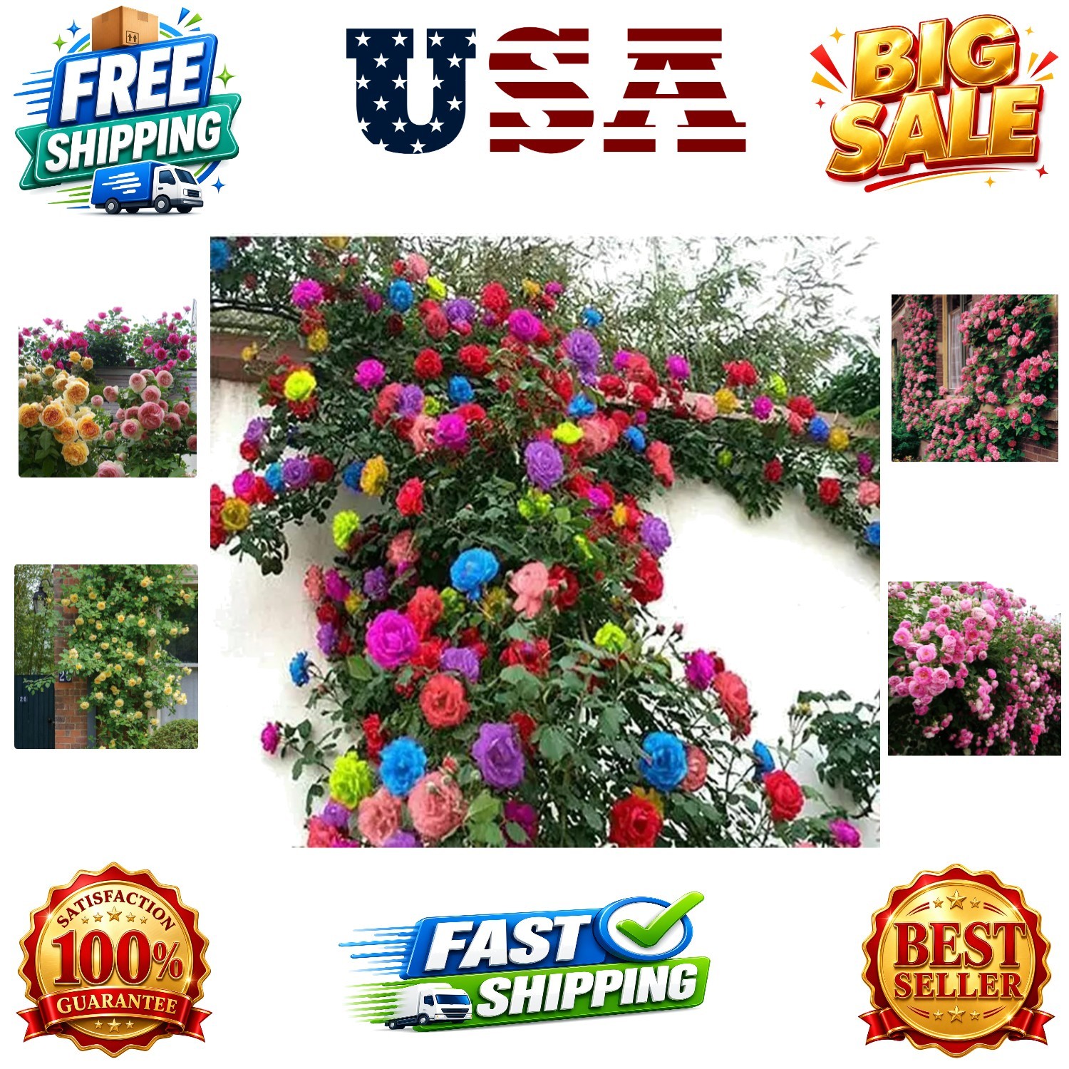 200+ Mix Climbing Rose Seeds for Planting Outdoors Ornamental Climbing Flower…
