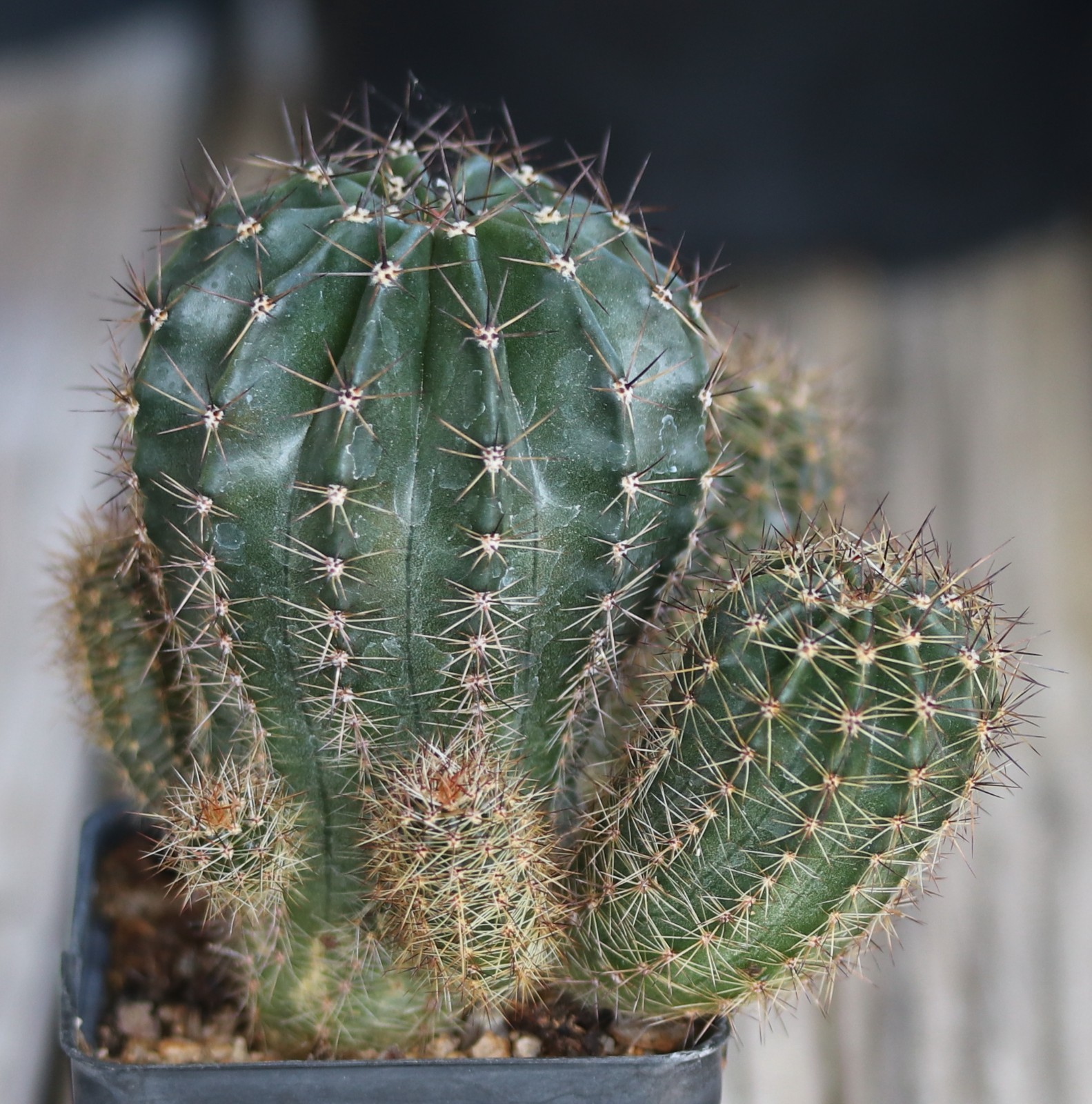 Echinopsis hybrid ‘Syncopation’