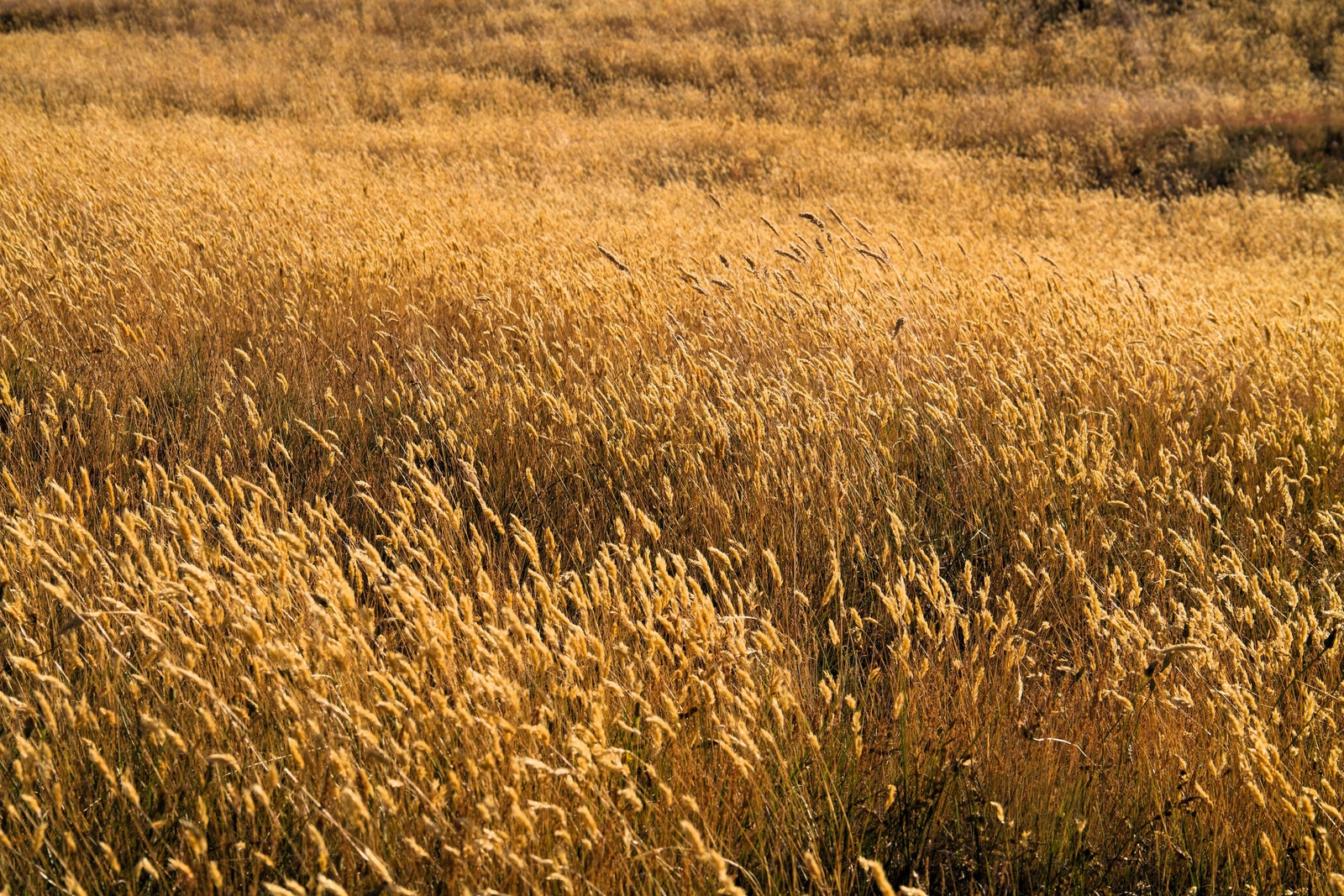 150 SWEET VERNAL GRASS Sweet Grass Vanilla Grass Anthoxanthum Odoratum Seeds